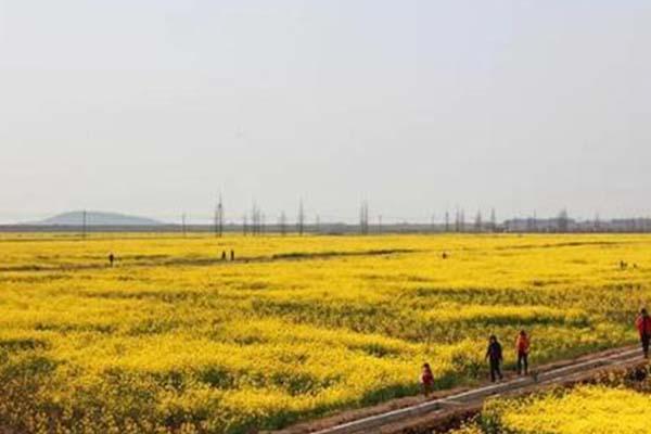 2021苏州太湖西山岛赏油菜花攻略-最佳观赏地点