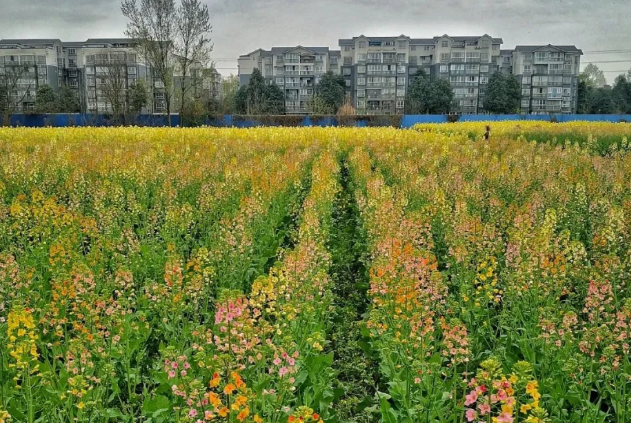 德阳油菜花景点在哪里-景点推荐及门票价格