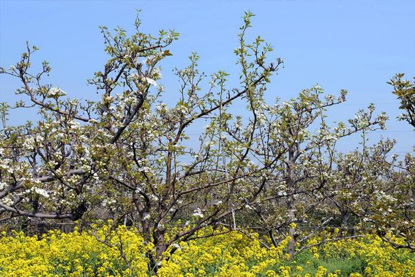 2021树山梨花节举办时间-活动汇总