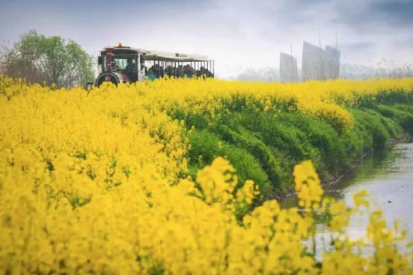 2021高邮油菜花几月份开 高邮油菜花观赏地点