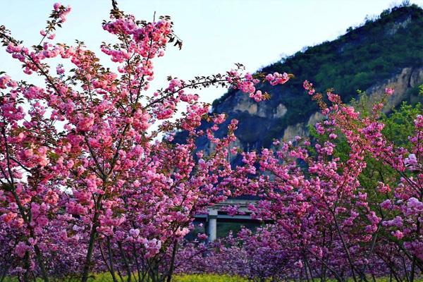 十堰郧阳首届桃花节开幕时间 及活动详情