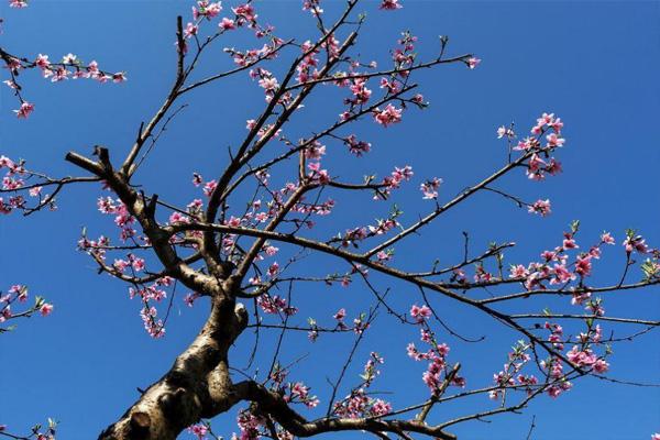 十堰郧阳首届桃花节开幕时间 及活动详情