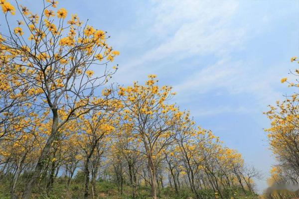 厦门黄花风铃木在哪里 附赏花攻略