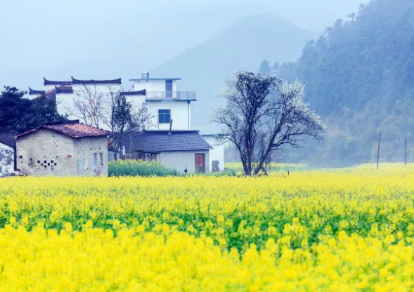 2021苏州油菜花免费景点有哪些 苏州油菜花景点在哪里