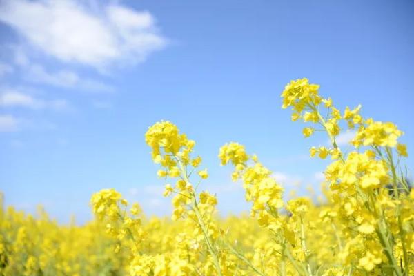 2021苏州油菜花免费景点有哪些 苏州油菜花景点在哪里