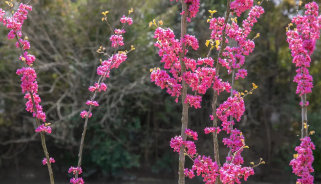 2021杭州桃花哪里好看 杭州赏花的地方推荐