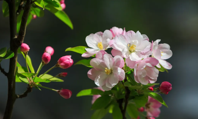 2021杭州桃花哪里好看 杭州赏花的地方推荐