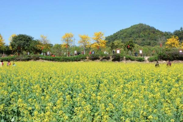 2021广州花都梯面油菜花开了吗 广州花都梯面油菜花指南