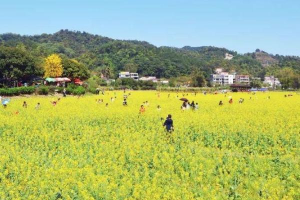 2021广州花都梯面油菜花开了吗 广州花都梯面油菜花指南