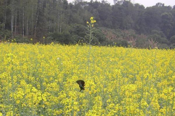 2021广州花都梯面油菜花开了吗 广州花都梯面油菜花指南