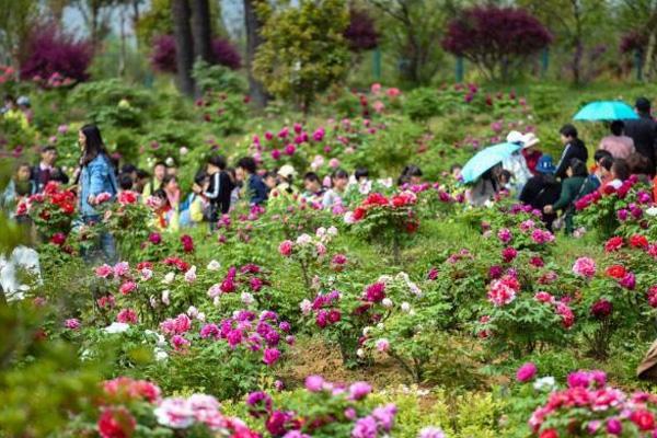 2021南京溧水牡丹节开幕时间 附活动详情及交通指南