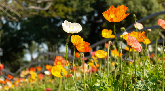 苏州春游赏花去哪里 苏州赏花景点介绍及花期