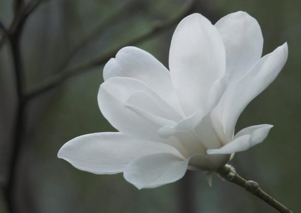 苏州春游赏花去哪里 苏州赏花景点介绍及花期