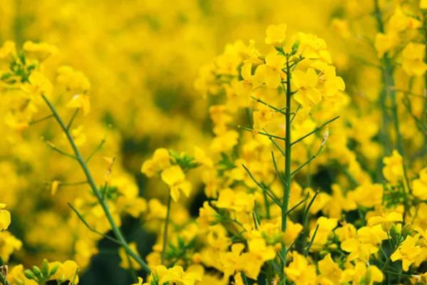 苏州春游赏花去哪里 苏州赏花景点介绍及花期