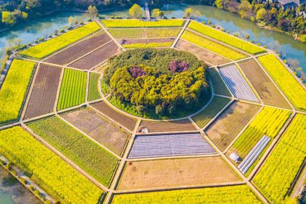 八卦田油菜花开了吗2021 八卦田最佳观景点