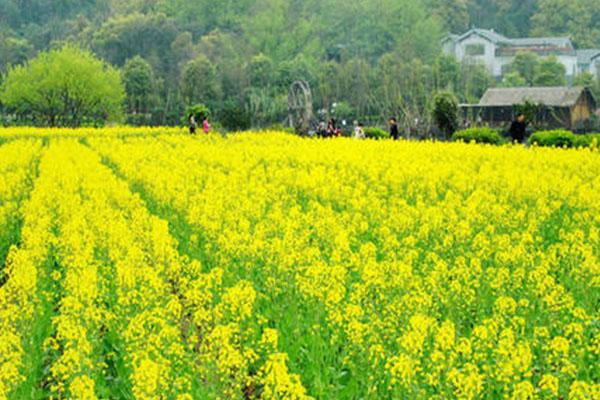 八卦田油菜花开了吗2021 八卦田最佳观景点