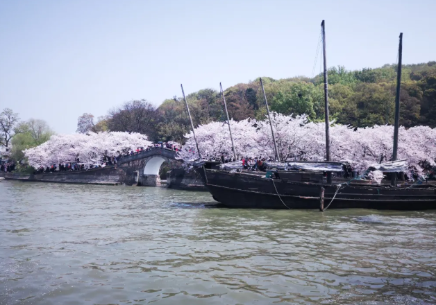 2021无锡鼋头渚樱吹雪去哪看 鼋头渚交通管制