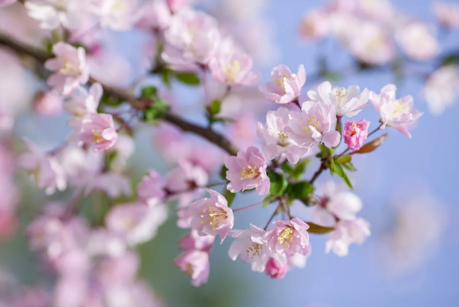 2021清明节南通狼山风筝节活动时间及详情 南通赏花的地方哪最美