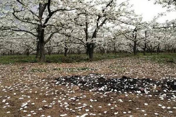 黄河古村梨花在哪里看 南长滩村简介