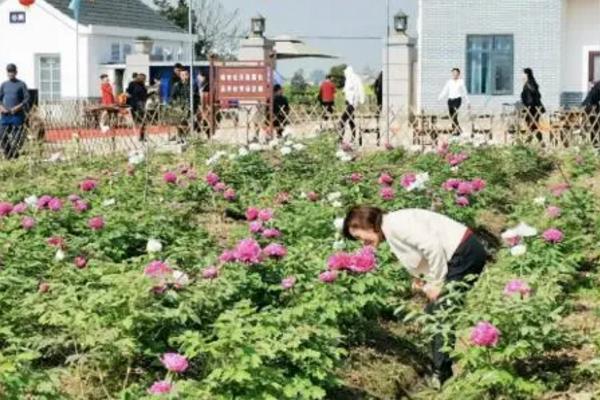 2021湖北4月去哪里比较好 湖北哪里有牡丹花