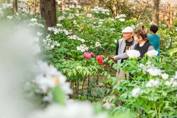 2021湖北4月去哪里比较好 湖北哪里有牡丹花