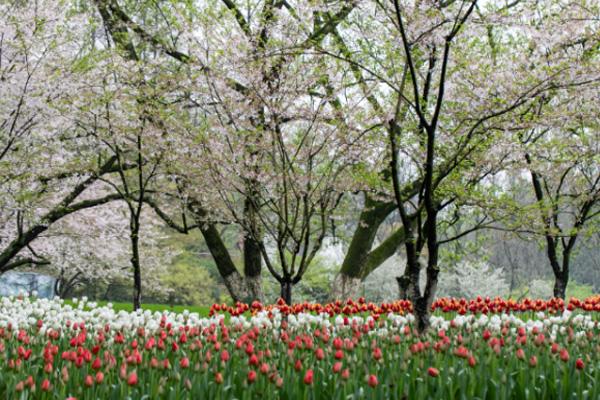 2021晋阳湖公园郁金香花展时间及展区信息