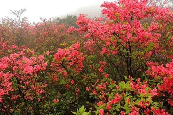 浏阳大围山杜鹃花什么时候开2021-杜鹃花节举办时间及门票