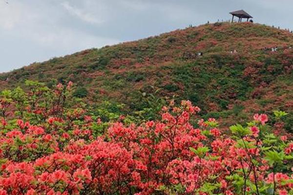 浏阳大围山杜鹃花什么时候开2021-杜鹃花节举办时间及门票