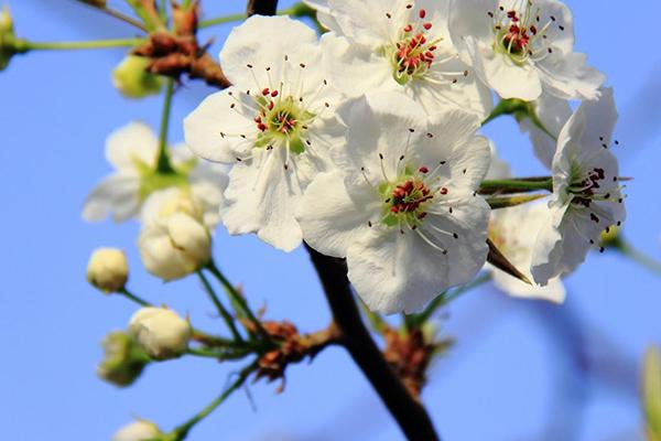 2021库尔勒梨花节举办时间及地点-活动介绍