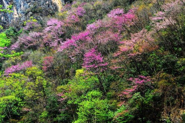 2021唐家河紫荆花几月开 唐家河紫荆花的花期