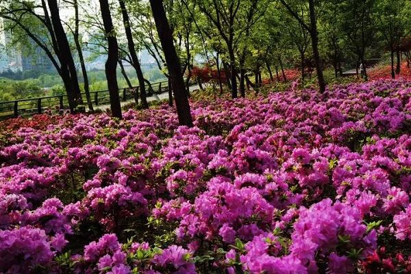 2021南京杜鹃花什么时候开 南京杜鹃花在哪里看