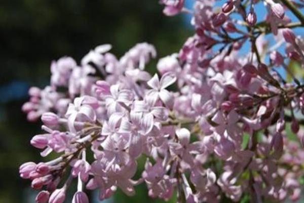 2021北京戒台寺丁香节时间及门票-活动内容