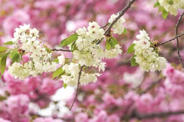 2021顺义樱花文化节开幕时间-地点-活动安排