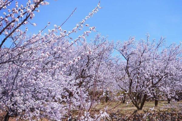 2021延庆杏花节时间-地点-活动安排