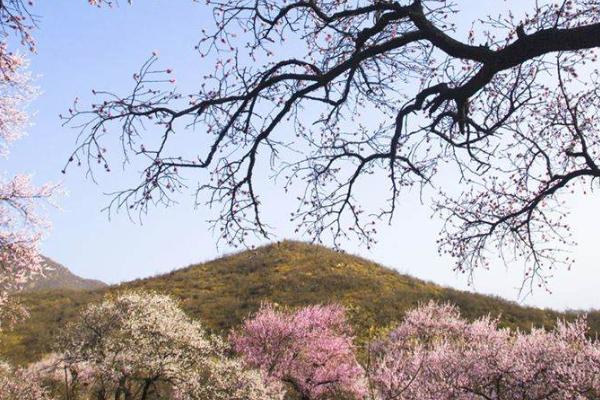 2021延庆杏花节时间-地点-活动安排