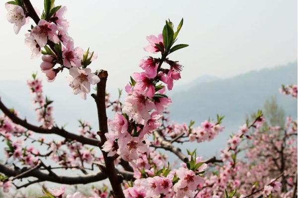 2021宽甸鸭绿江桃花节开幕时间-最佳赏花期