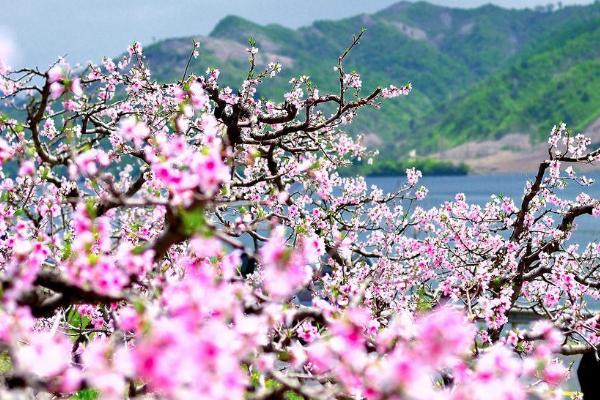 2021宽甸鸭绿江桃花节开幕时间-最佳赏花期