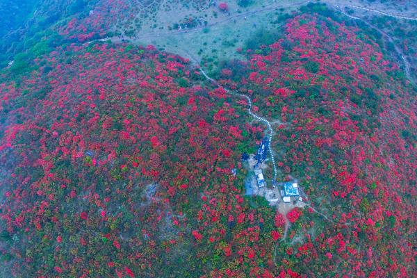 2021石城八卦脑景区杜鹃花几月开-杜鹃花观赏攻略