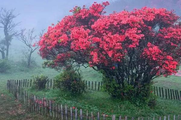 2021石城八卦脑景区杜鹃花几月开-杜鹃花观赏攻略