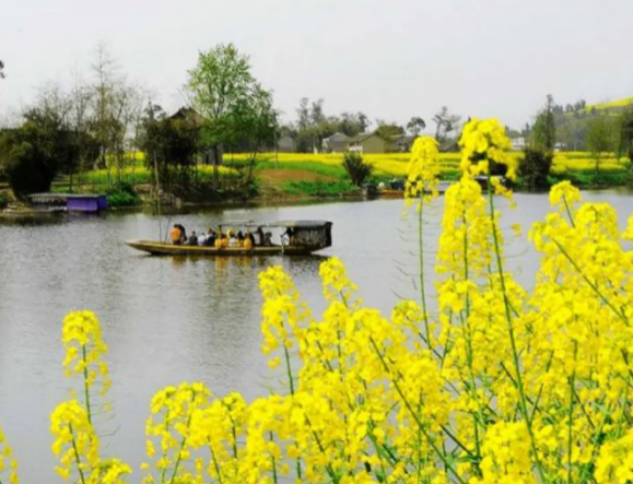 中国油菜花开花时间 国内油菜花哪里最有名