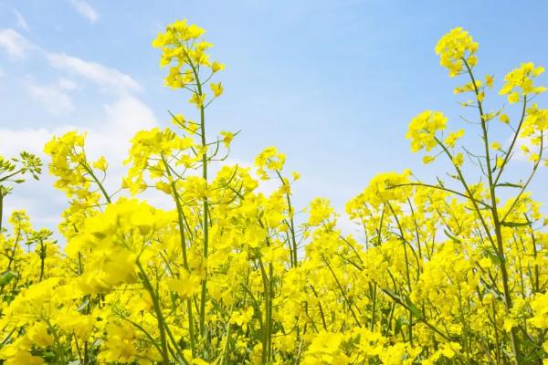 中国油菜花开花时间 国内油菜花哪里最有名