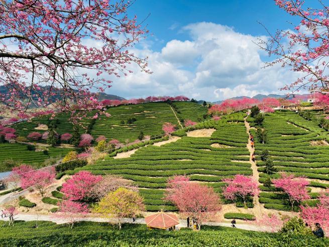 福建永福樱花茶园图片