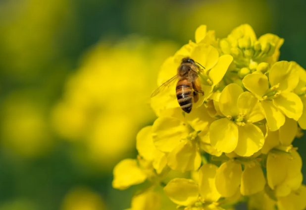 温州油菜花哪里好看-盛花期 2021温州春季赏花去哪