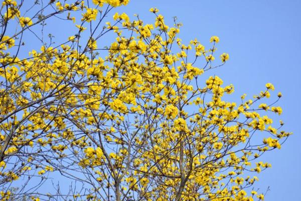 2021简阳黄花风铃木基地在哪儿