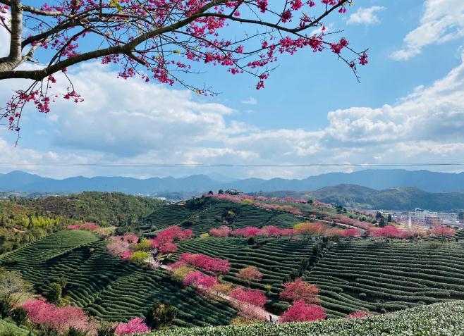 福建永福樱花茶园图片