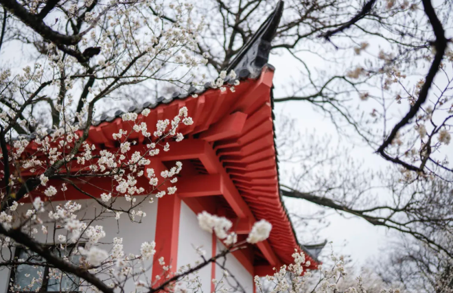 南京樱花在哪里看 2021南京梅花最佳观赏地推荐