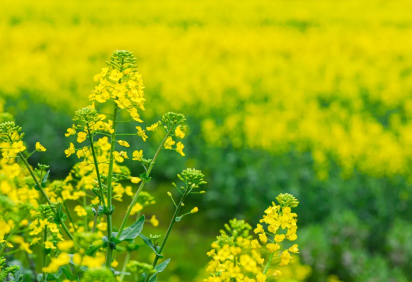 武汉油菜花什么季节开 2021武汉油菜花观赏地推荐