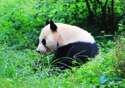 十大成都旅游必游景点