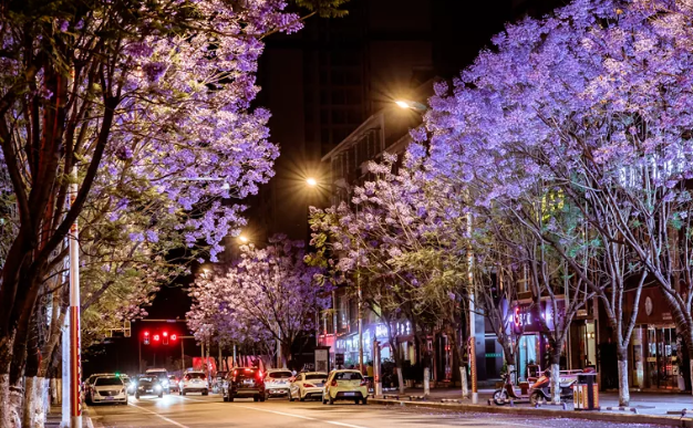 西昌蓝花楹2021开花时间-最佳观赏地点推荐