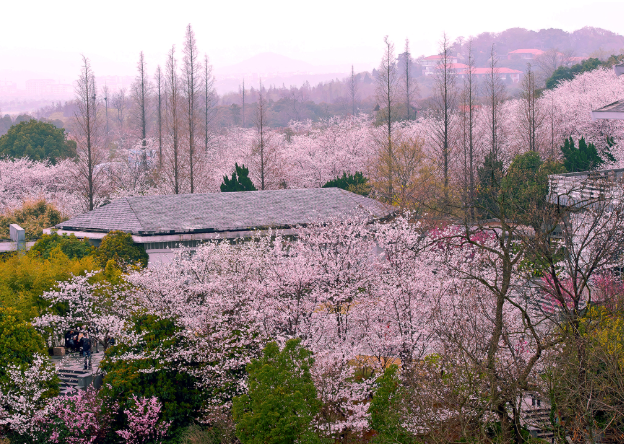 3月赏花去哪里 三月踏青赏花地点推荐